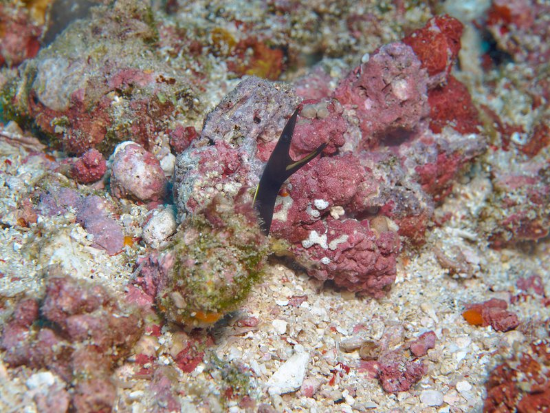 Ribbon Eel (juvenile), Shark Point